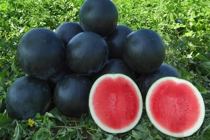 Watermelon Eating Contest